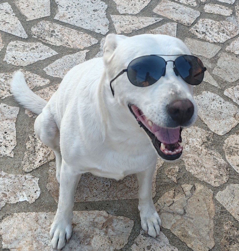 Commander Apollo — Bubby, Shepherd and Labrador, sunglasses on
